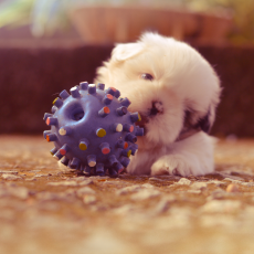 Best Toys For A New Puppy