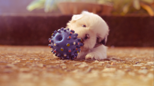 Best toys for new puppy