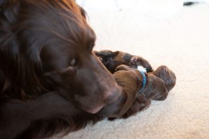 3 month old puppy