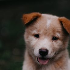 What To Do When You First Bring Home A Puppy